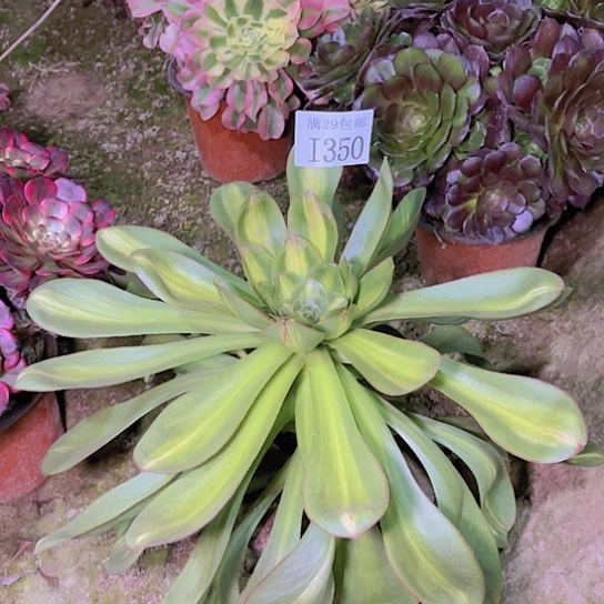 350艳姿中班多肉植物