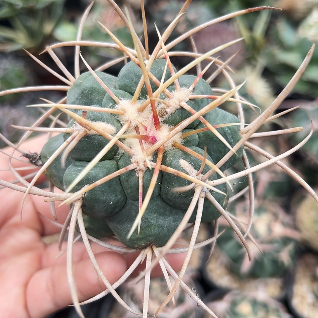 菲冠龙仙人球666666666