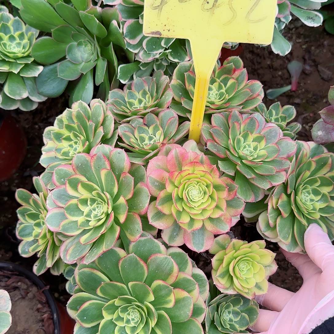 4-432--多头多肉植物