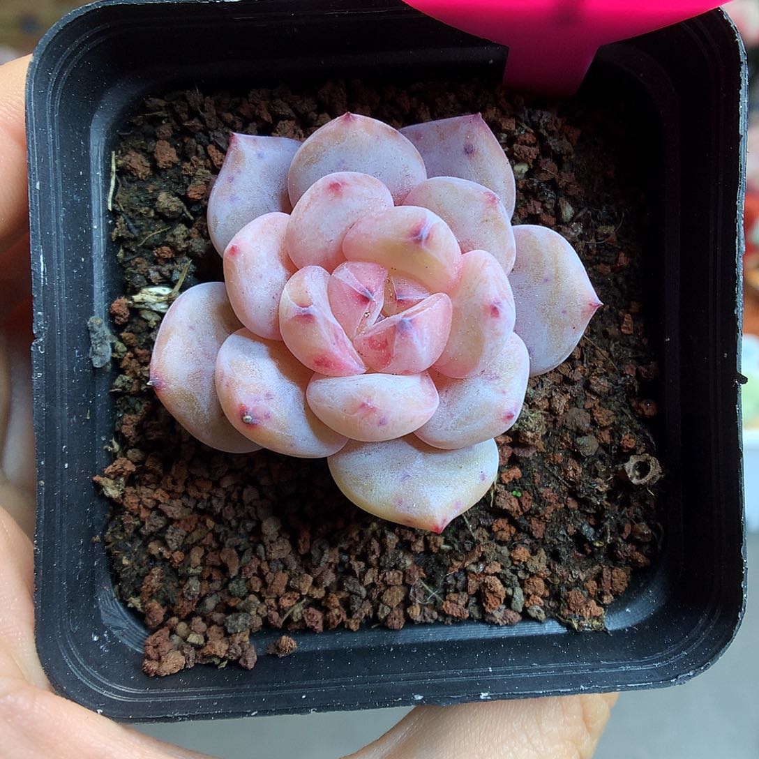 375雪天使多肉植物