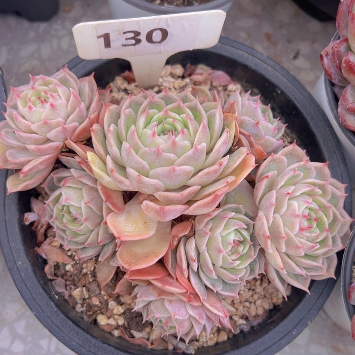 健健康康平平安安