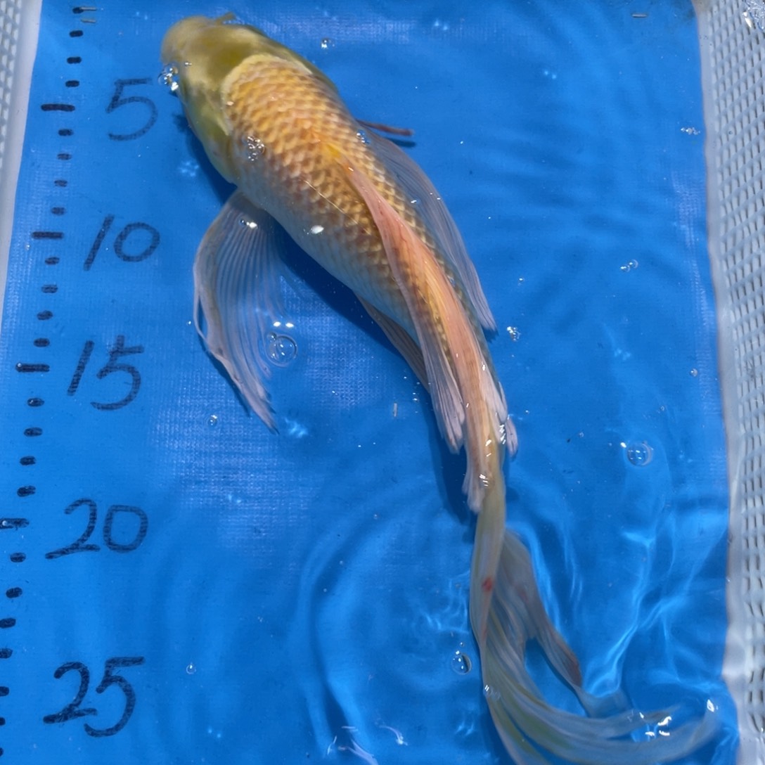 锦鲤锦鲤包邮蝴蝶鲤鱼