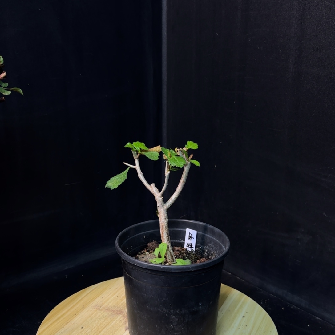 怀特没药带盆土hh