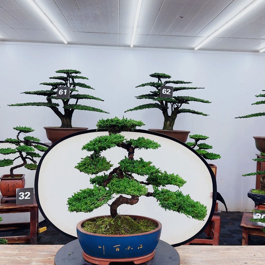 无花朵江*江00000000000