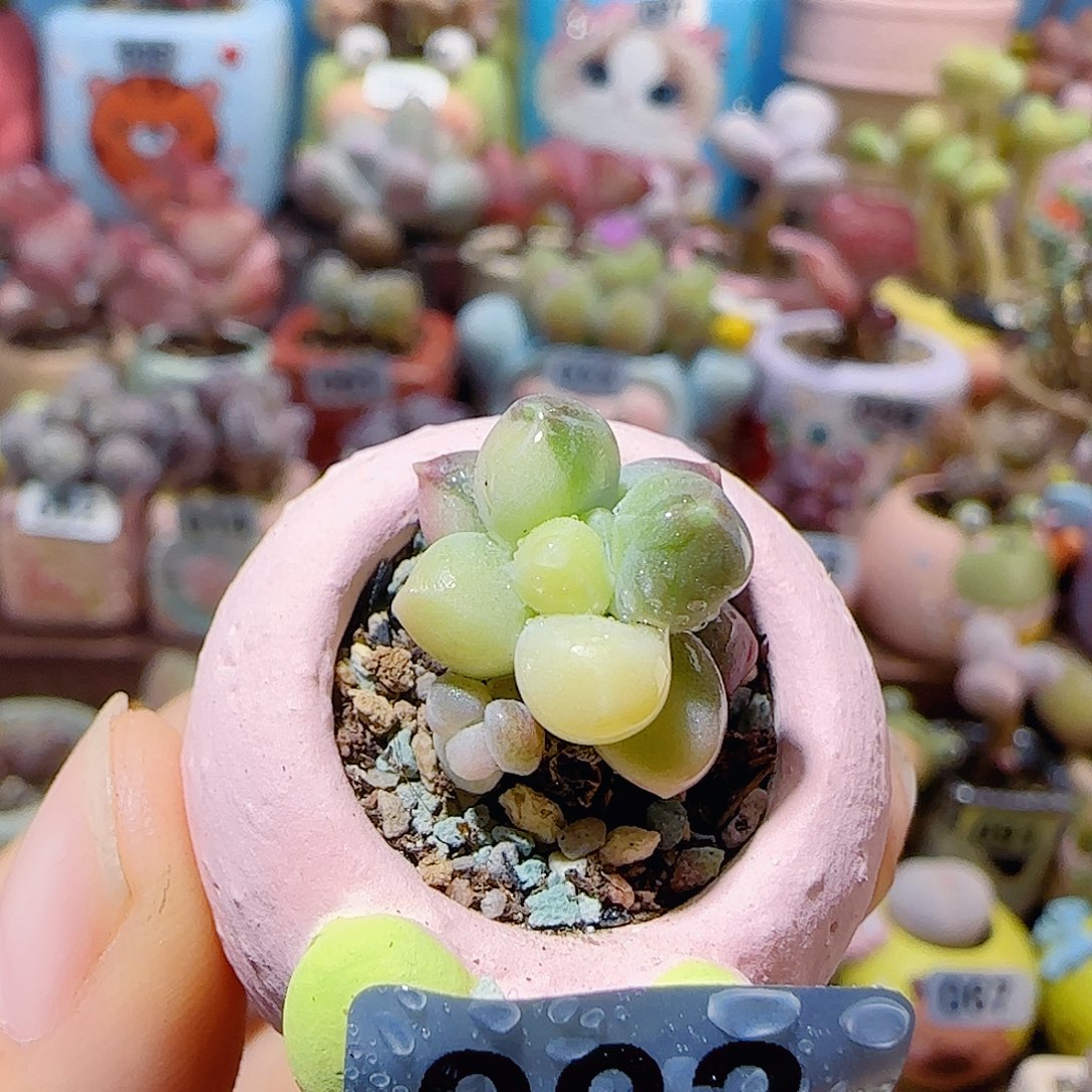 T天空美人锦盆口1.5cm