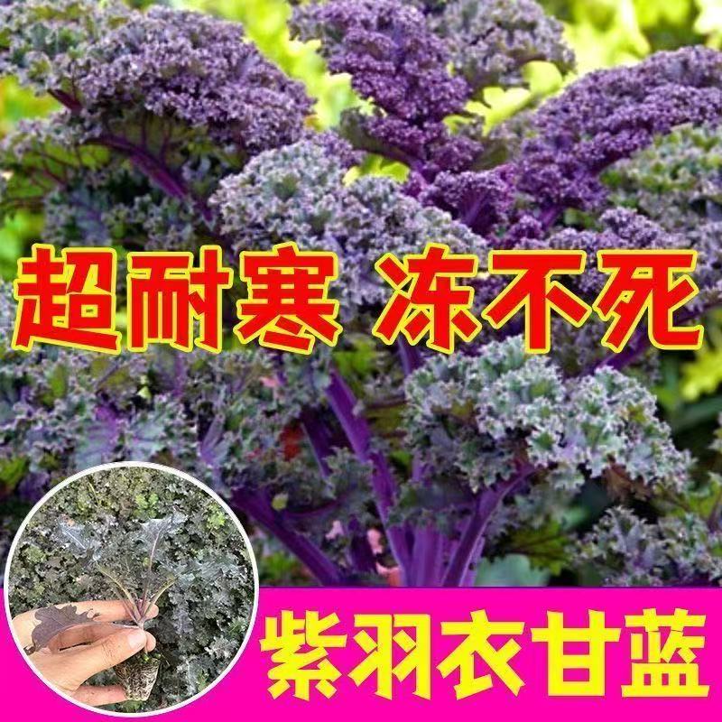 高产超级食物羽衣甘蓝苗秧粉绿紫蓝羽衣种子苗四季盆栽高产营养苗