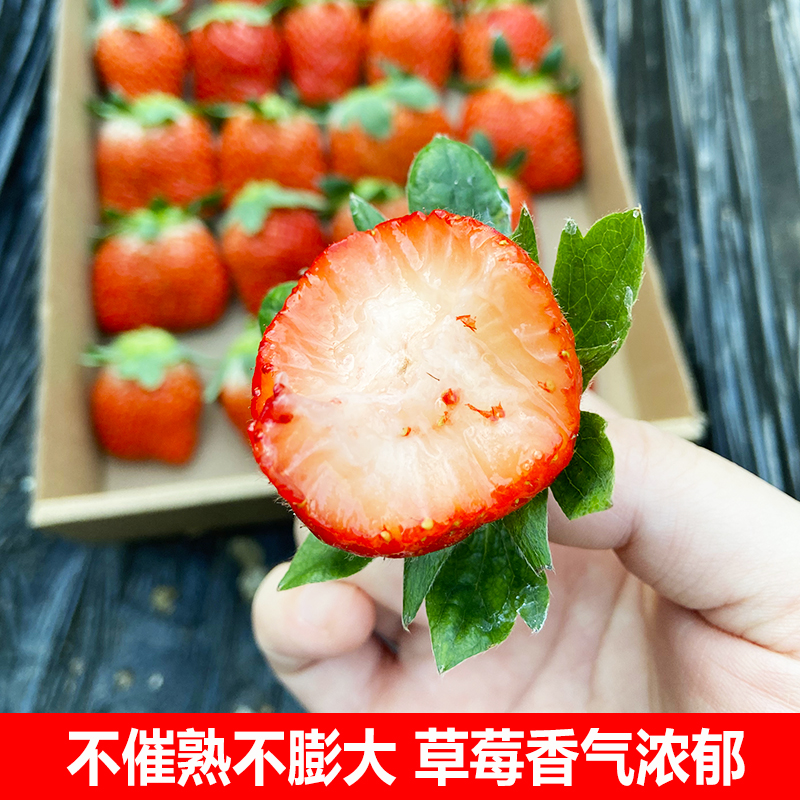 正宗隋珠香野草莓当季新鲜水果纯甜无酸山东临沂