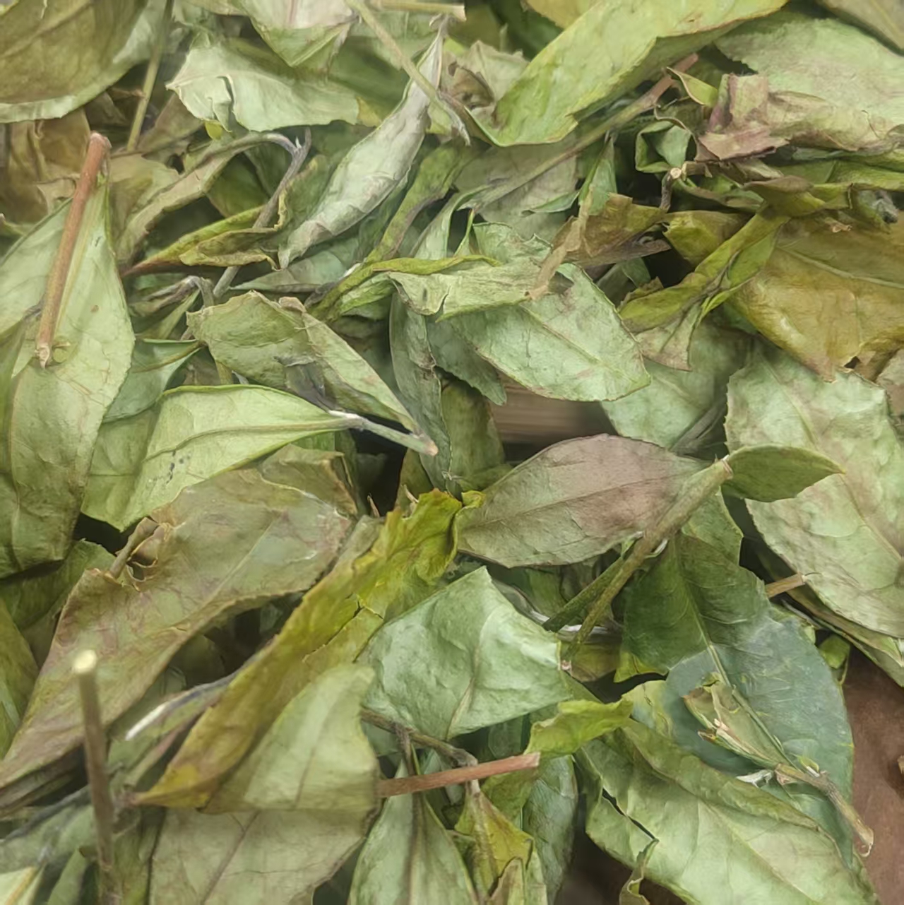 临时链接 看直播 2025年冬片寿眉散茶