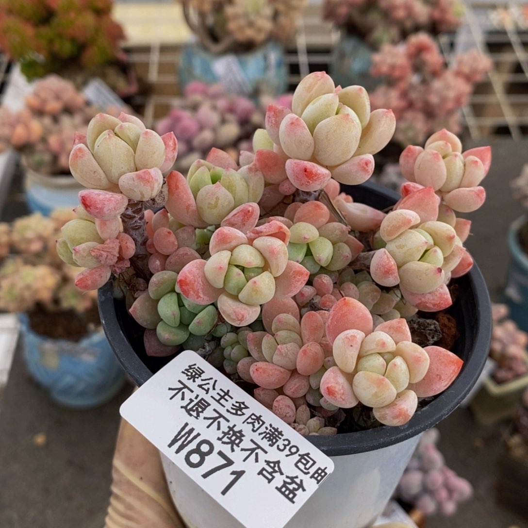 小粉莓871/8cm福利