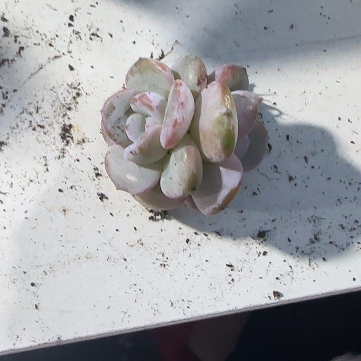 青蛙王子儿童牙膏。