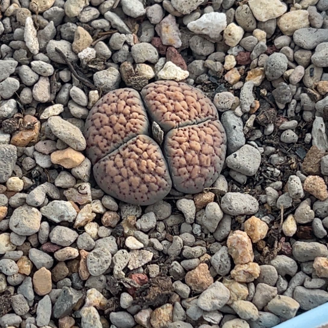 6083双头血点一颗。  