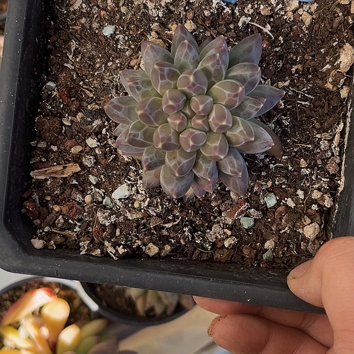 用***寒多肉植物申公豹090