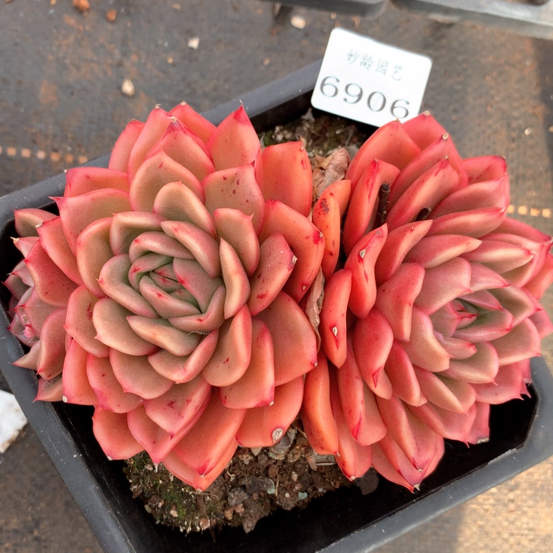 6906杂交多肉植物