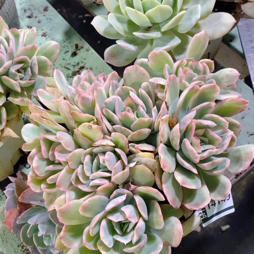 【闪购商品】绮罗锦14149