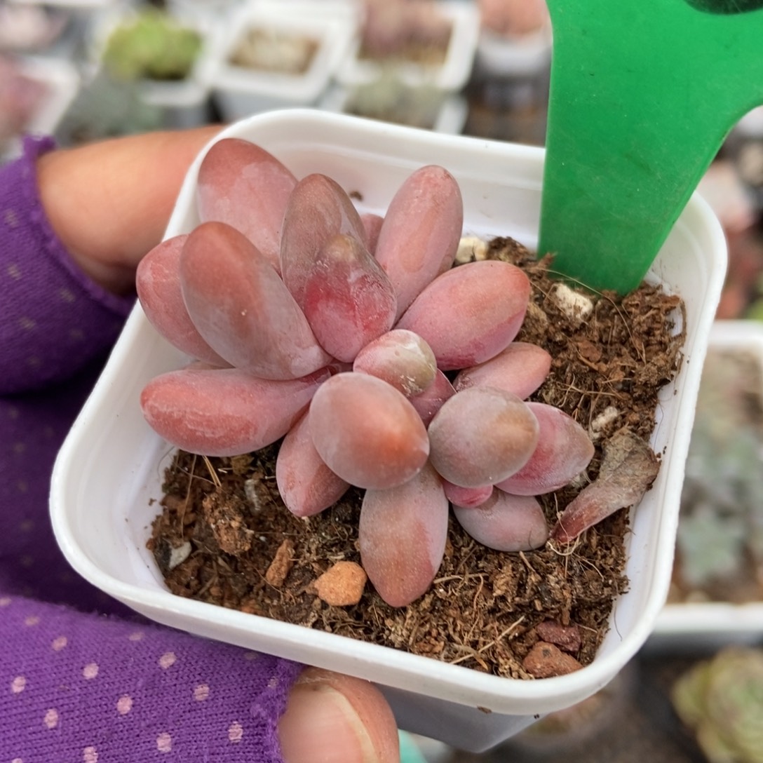 832红手指多肉植物