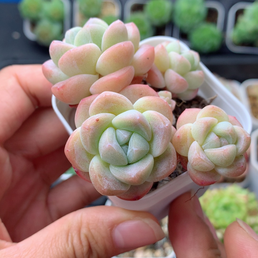 58包邮  群生不包整 2