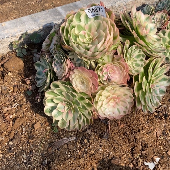 04871倾城炖肉植物