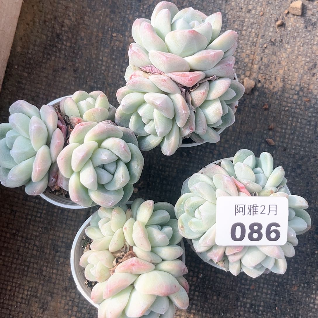 阿雅园艺。     086