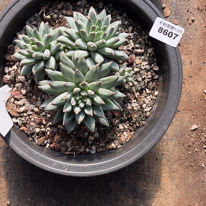 阿雅园艺。       8607