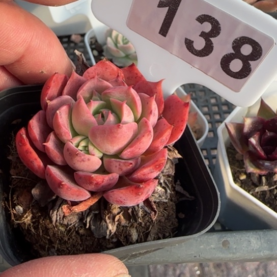 138 一物一拍多肉