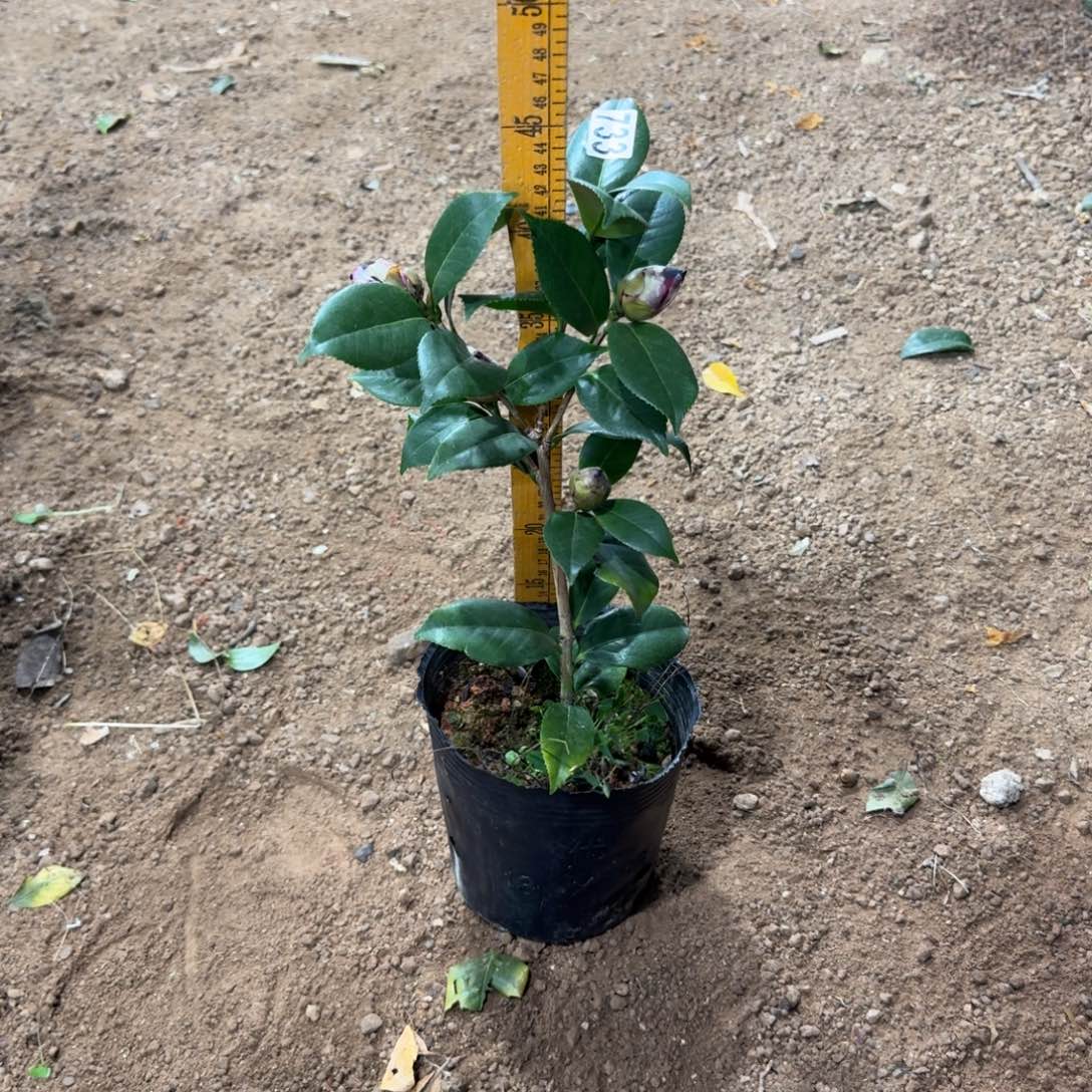 少量花朵（建议范围：2朵-5朵 或40%以下）733复