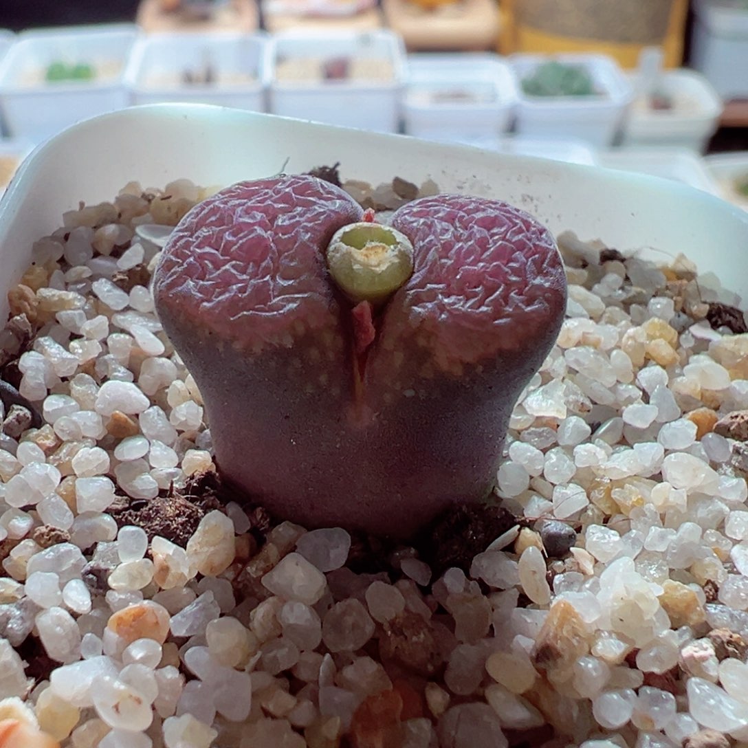 1225-554多肉多日紫绒