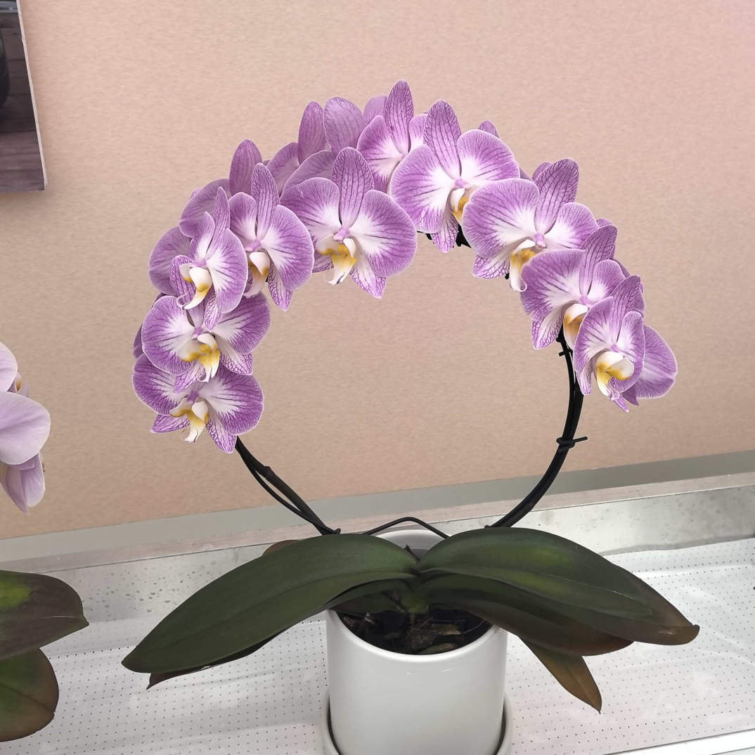 【斯普利特——夫妻俩的小花园】根系发达，叶片油亮，蝴蝶兰