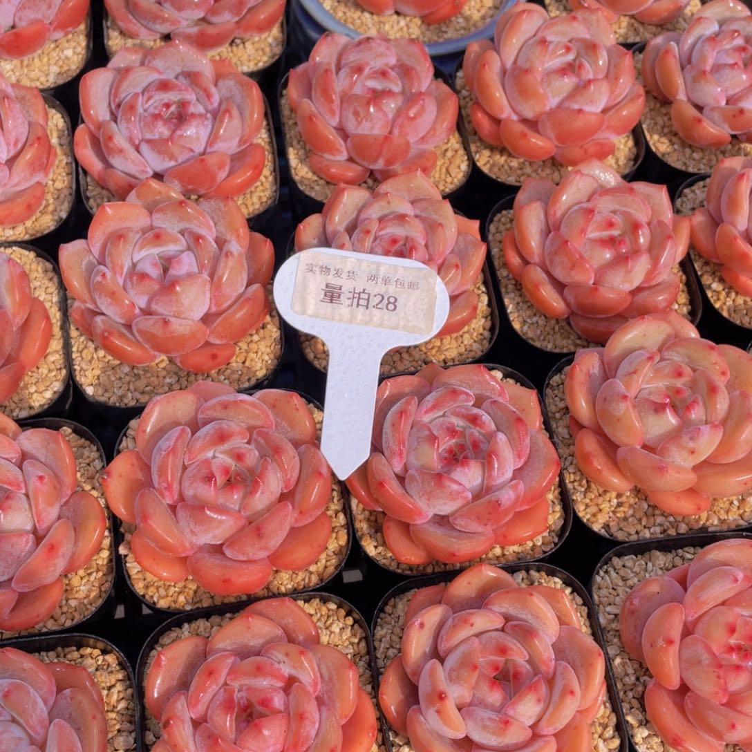 量拍 28号果冻包包韩橙单头一个