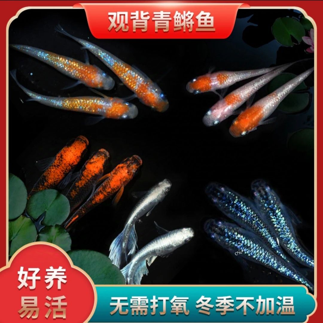 福鳉-观背青鳉鱼-天使之翼长鳍大蛇海王星光小型冷水鱼混搭观赏鱼