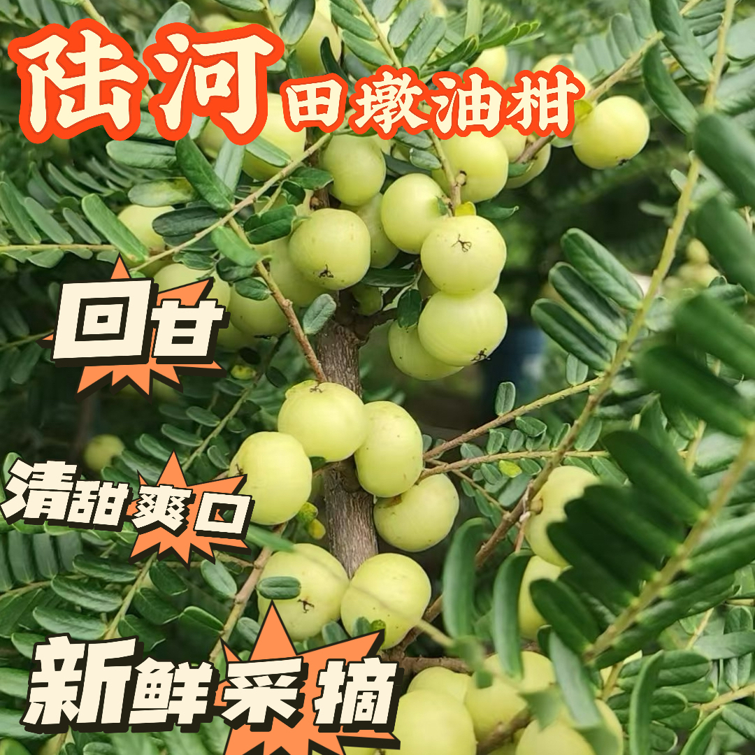 潮汕现摘丙甜油甘果新鲜孕妇水果酥脆回甘可榨汁煲汤腌制泡酒