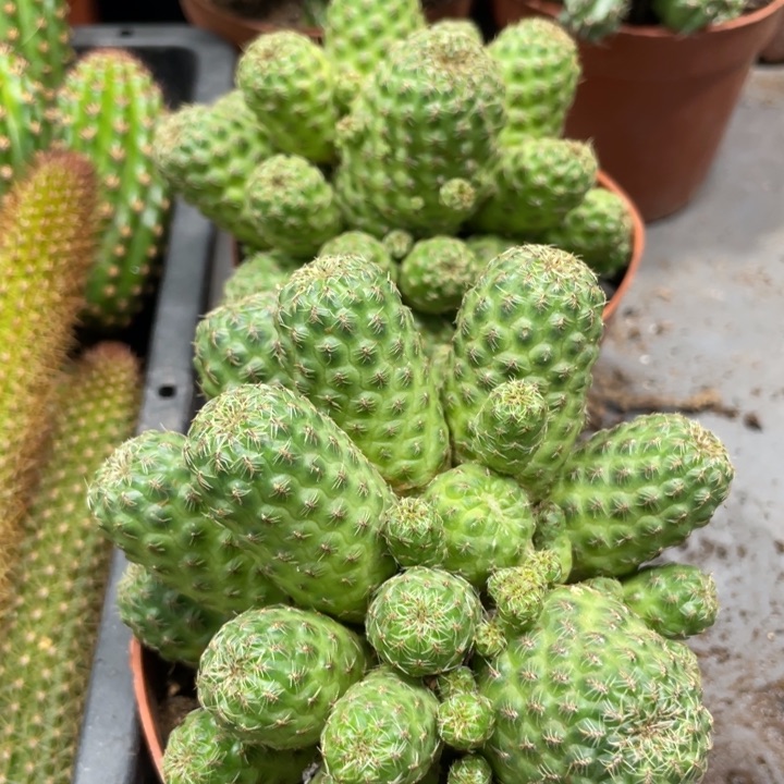 卡莱主教火焰沟宝群18.8