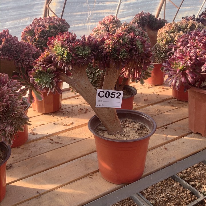 052水墨画缀多肉法师