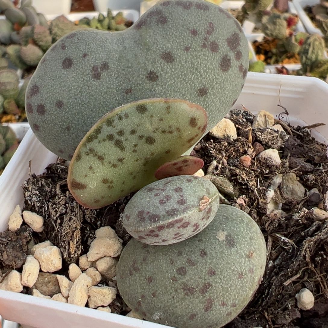 花蛋单头纯木质桩多肉植物水泡