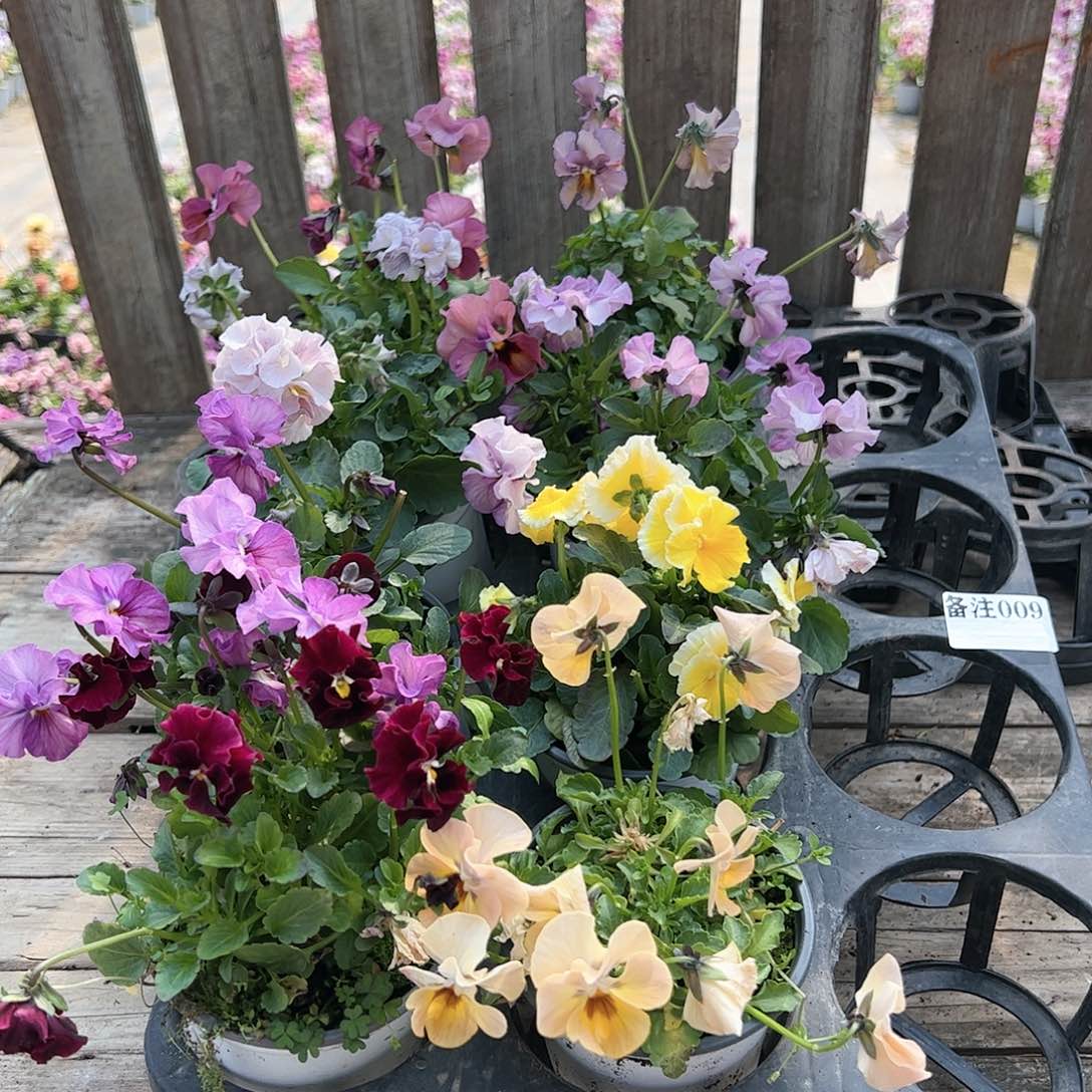 【闪购商品】009号