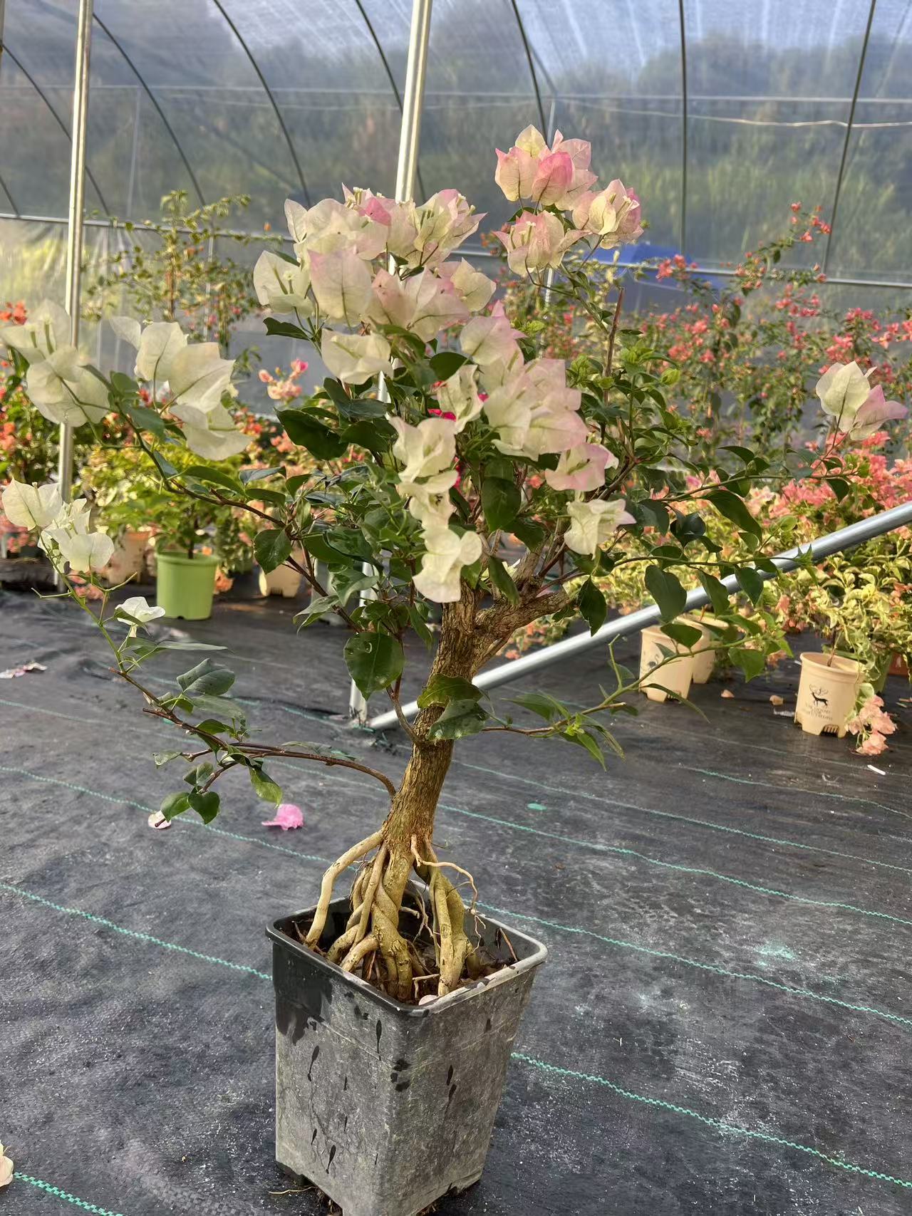 老桩 多品种三角梅 一物一拍