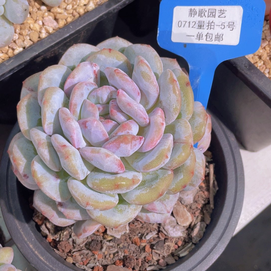 0712-5-梦露石化锦大单头一颗量拍