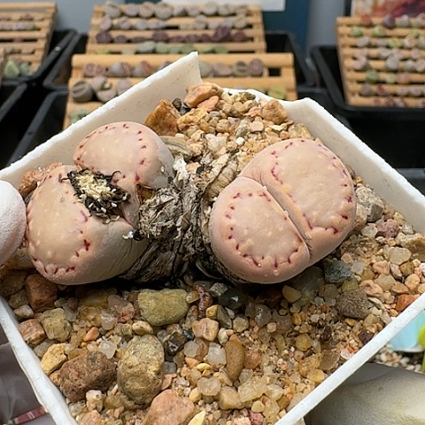 3481，K饼干母本带盆土发货