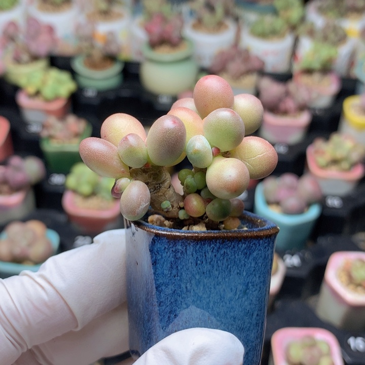 苹果美人 粗木质老桩 脑袋多多