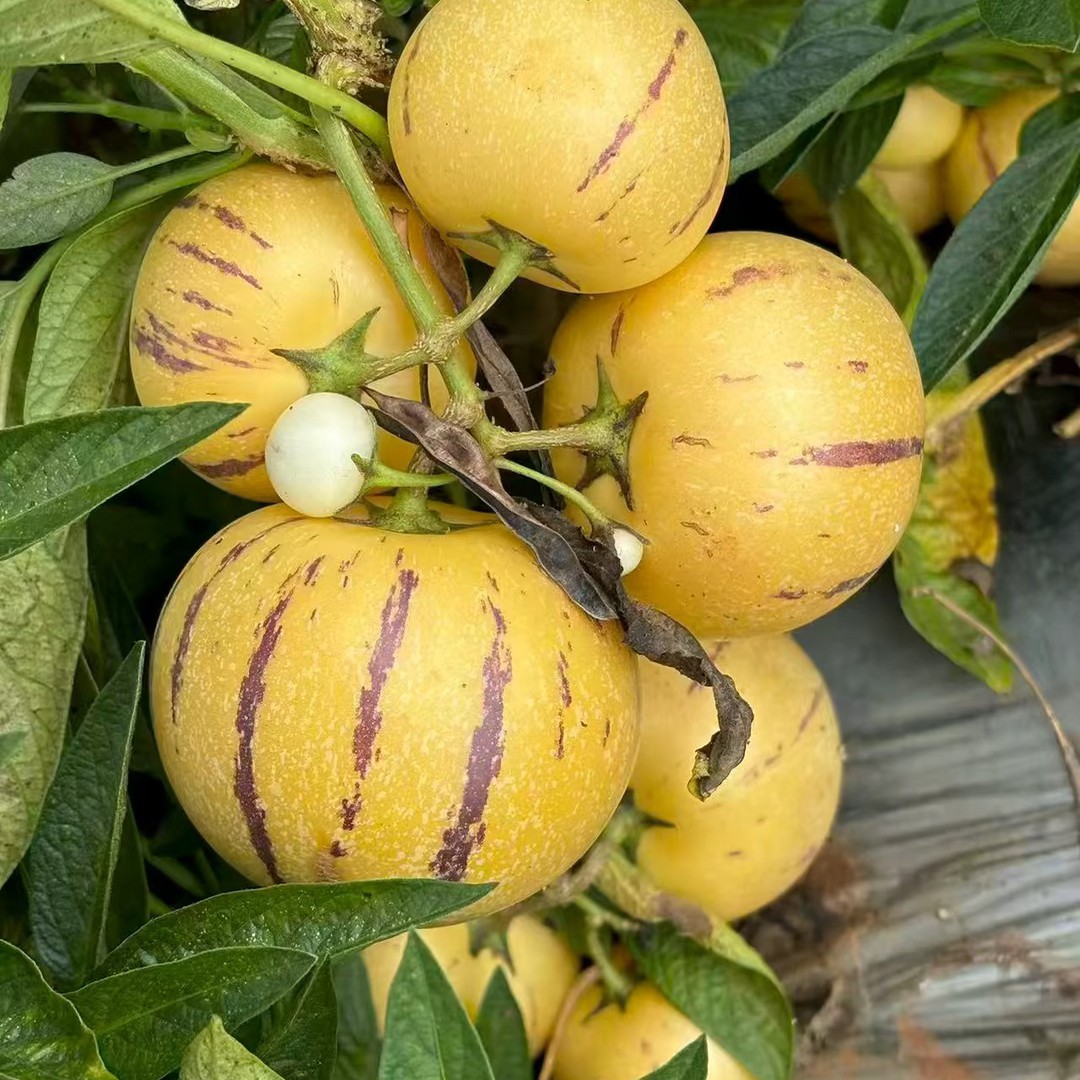 云南石林人参果产地直发黄肉树上熟清甜多汁新鲜当季水果女孩