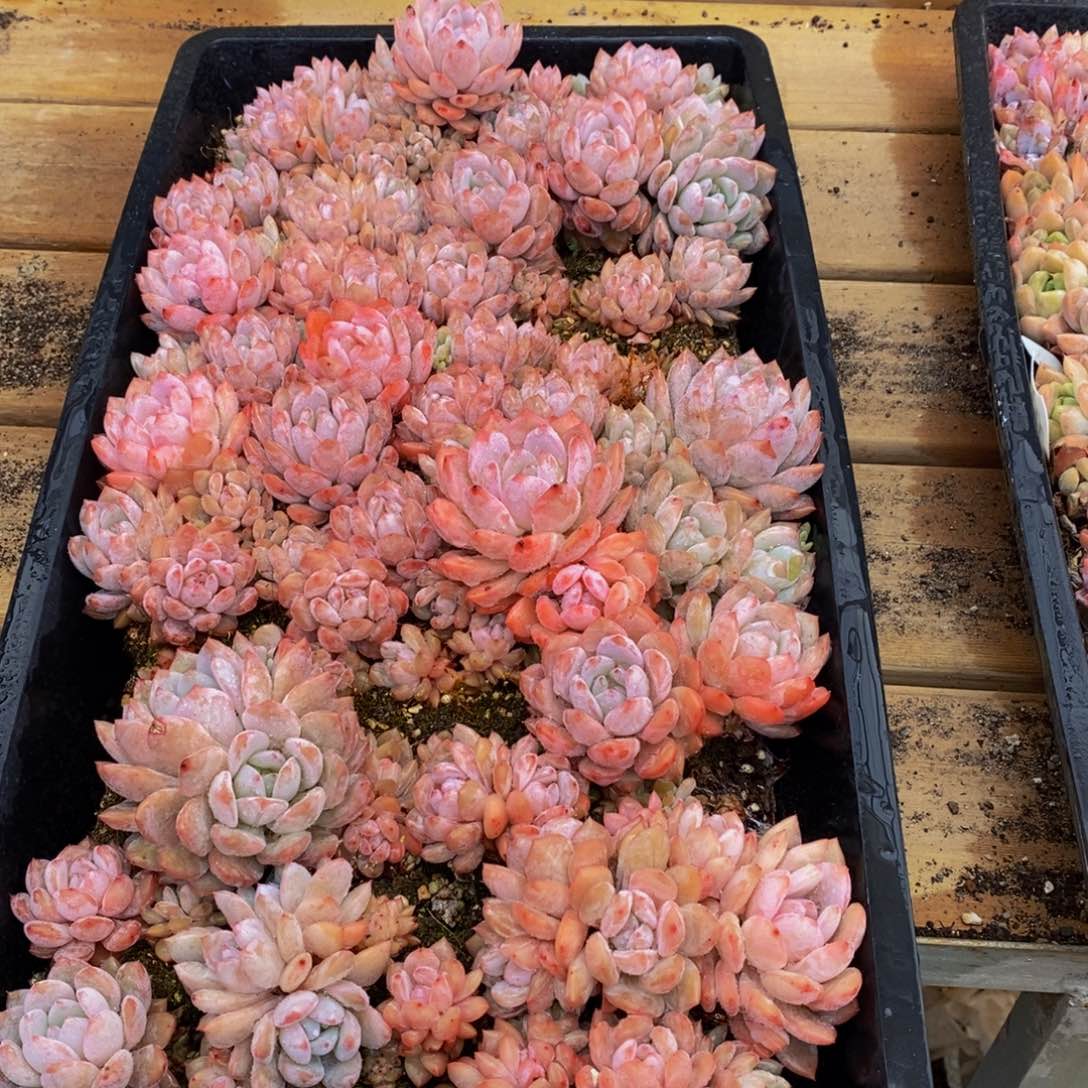 845多肉植物保护研究所所长的时候