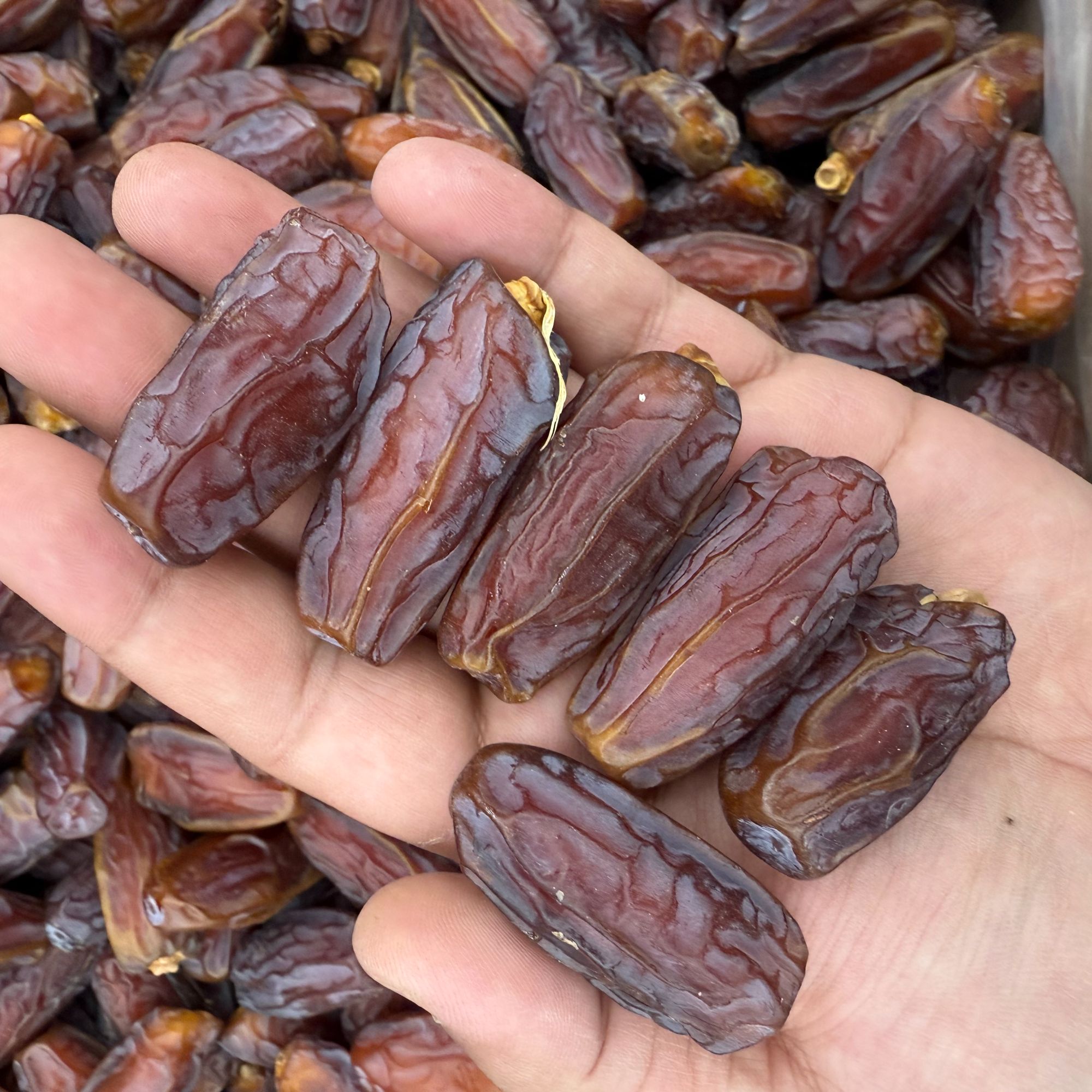 【新货】Mabroom椰枣 高品质