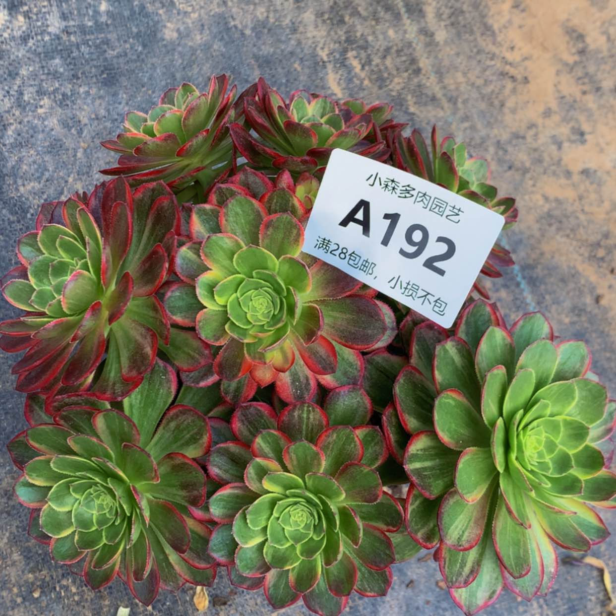 【闪购商品】192万黄多肉