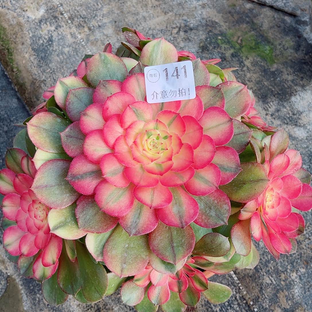 无花朵多肉植物141