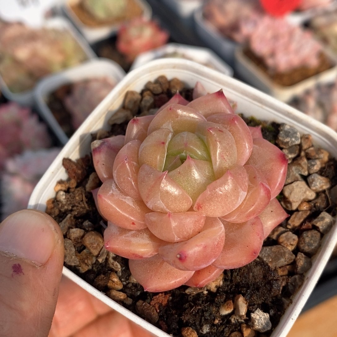 精品多肉一物一拍不包整336