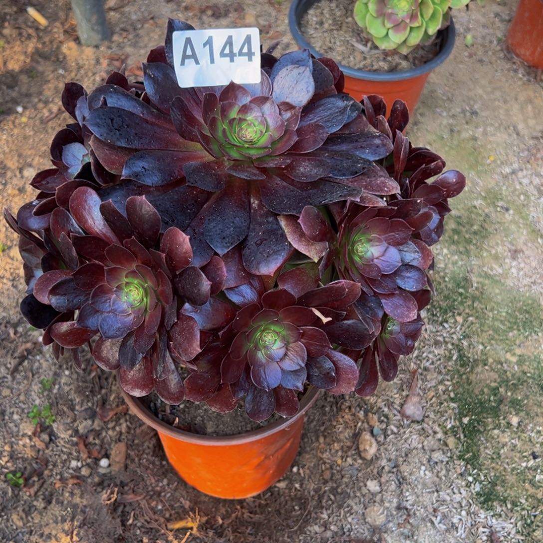 感***遇法师多肉植物赤焰莲144