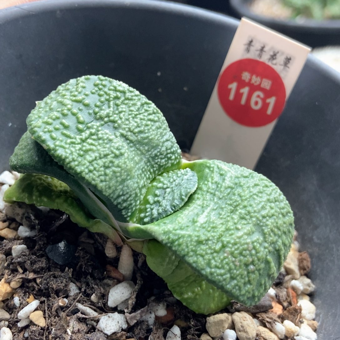 特选白大尤点卧牛一棵