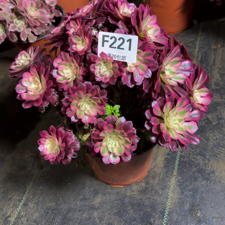 瑞妈，，，。。。。221红铜壶超白，