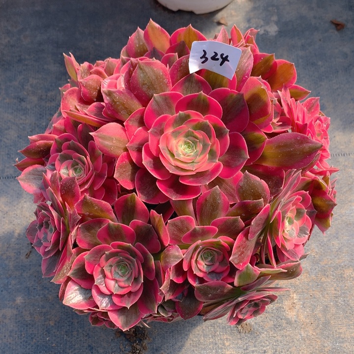 324胭脂雪精品法师多肉