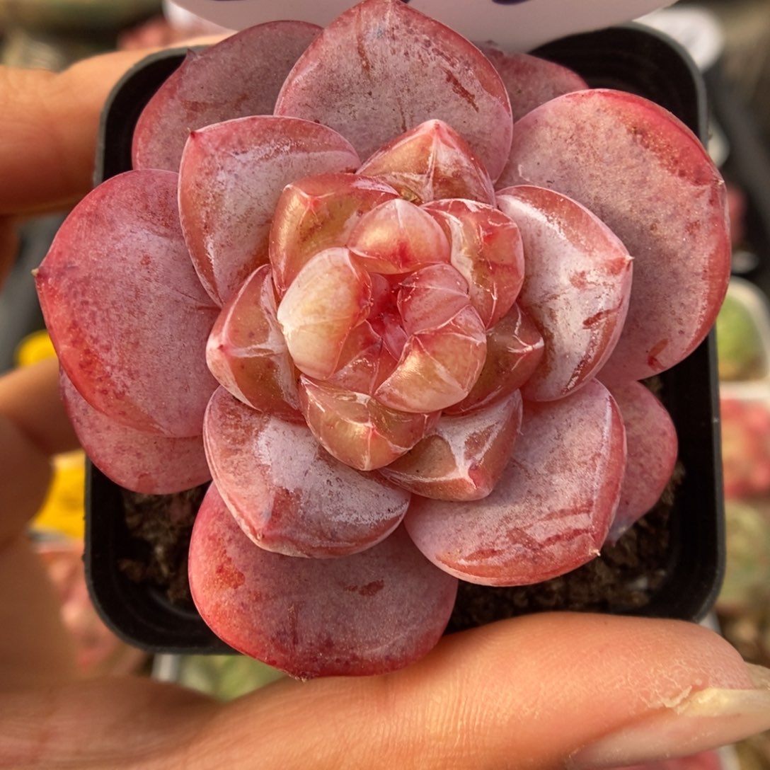 星河可拍576号。    