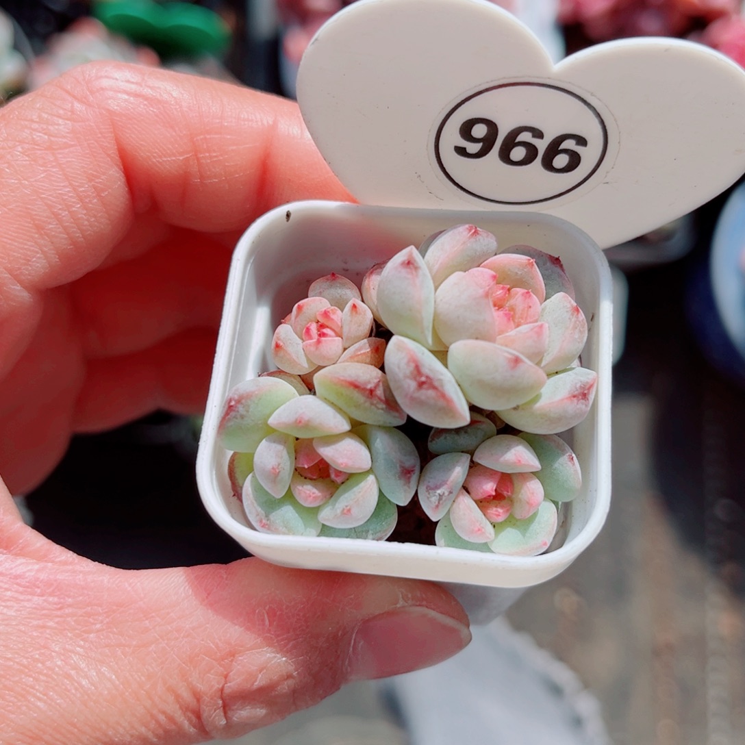 美***夕966号小老桩思黛珍妮群